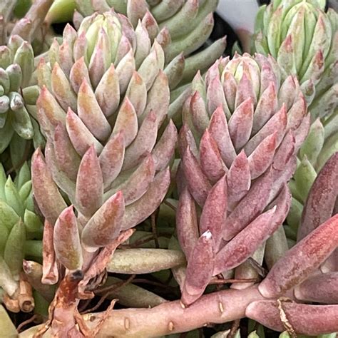Sedum sediforme (Silver) – Harley Nursery