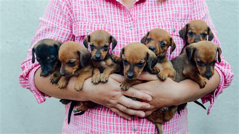 Quantas Vezes O Cachorro Cruza Por Dia - Quantas Vezes o Cachorro Tem Que Cruzar Para Pegar Cria? – Mundo Ecologia