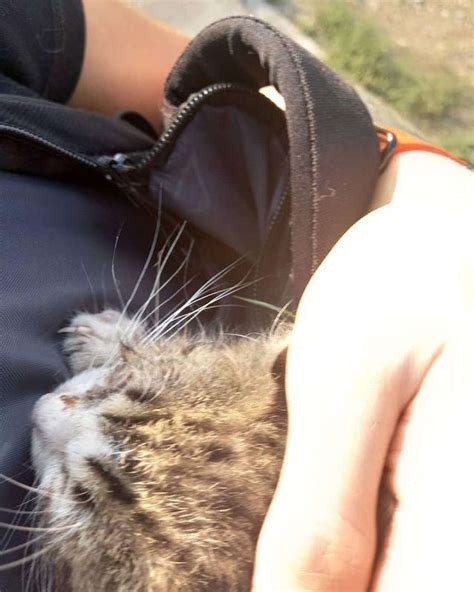 Stray Kitten Falls Asleep In Cyclist's Backpack When He Realizes He's