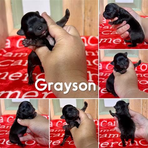 Grayson Tiny Long Coat - Chihuahua Puppy for Sale in Spiro, OK