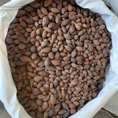 pekanbaru sjw atpkusjw instagram