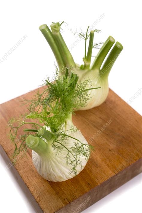 fennel stock image  science photo library