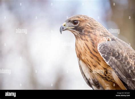 red tailed hawk  captured   natural habitat representing