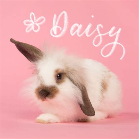 130+ Cute Bunny Names That Are Ear-resistible — Best Rabbit Names