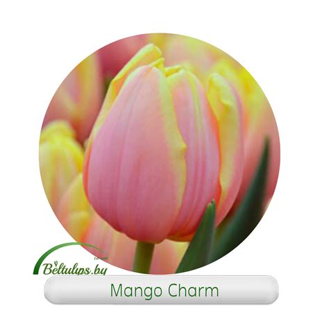Купить тюльпаны оптом Mango Charm - в Минске с доставкой