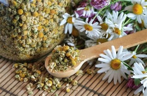 Мочегонные растения, таблетки на травах, продукты