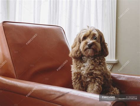 Cockapoo mixed breed dog with brown curly coat sitting on chair ...