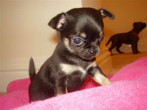 Chihuahua puppies for sale | Pets4Homes | Chihuahua puppies, Teacup ...