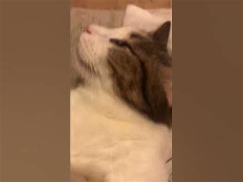 Мой котик ️ - YouTube