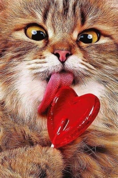 Пин от пользователя Patty на доске Cats Of All Sizes | Красивые кошки ...