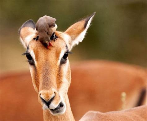 Funny Antelope | Funny Animals