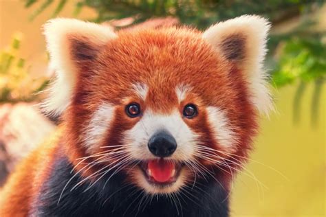 Endangered And Extinct Species Of Animals