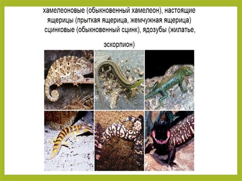 Презентация - Пресмыкающиеся