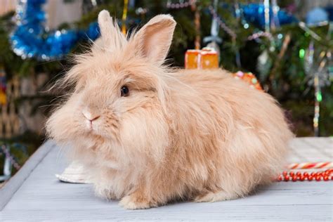 Raising Angora Rabbits for Wool: The Ultimate Guide – Angora Rabbits