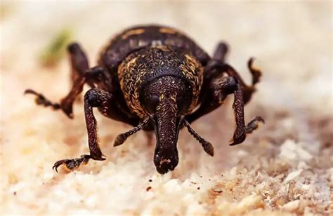 Weevils In Flour Safe To Eat? ( 3 Step Removal ) » Prepping Planet