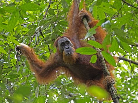 Sumatran orangutan (Pongo abelii) | Sumatran orangutan Pongo… | Flickr