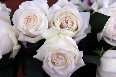 Princess Miyuki Roses - Garden Roses Direct