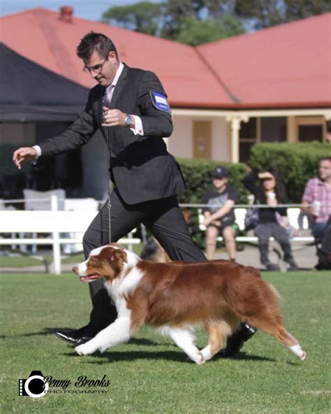 Blaize – Ellagant Australian Shepherds