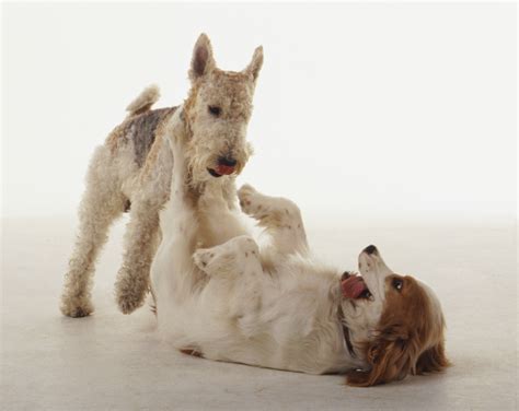 How to Read Your Dog's Body Language