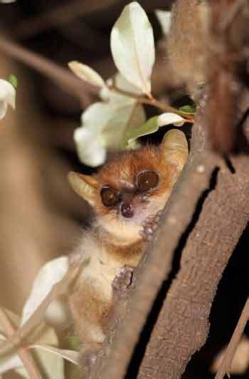 Pygmy Mouse Lemur: A Tiny Wonder of the Forest - Odd Facts