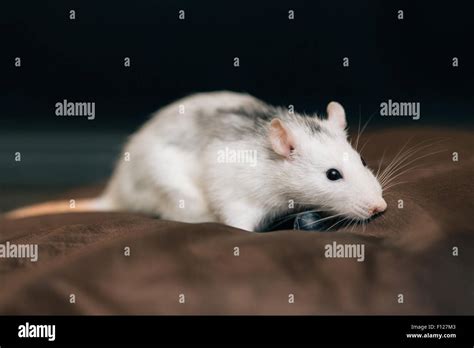 Domesticated pet rat Stock Photo - Alamy