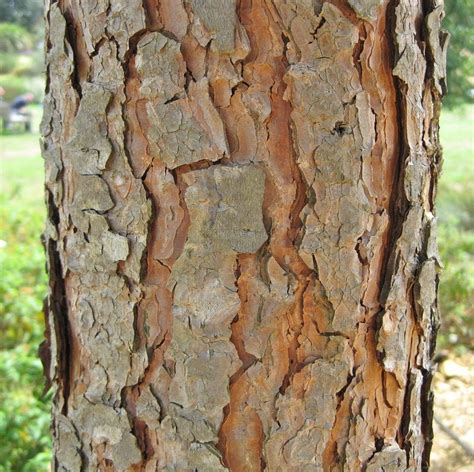Bark - Tree Guide UK - Tree identification by type of bark