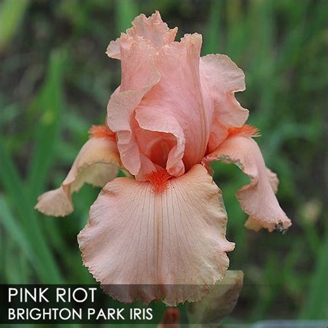Pink Riot | Historic Iris Preservation Society
