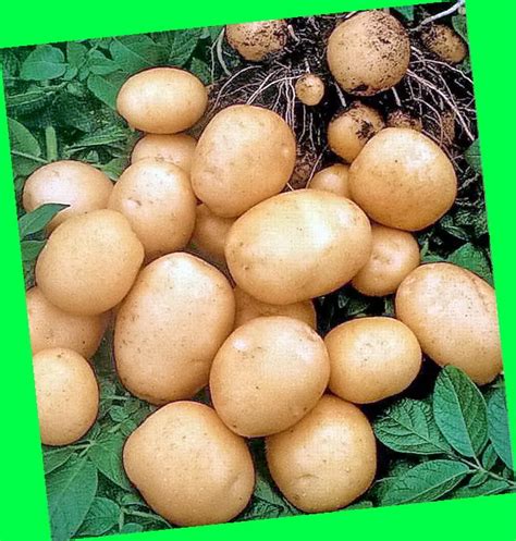 КАРТОФЕЛЬ - Вкусный картофель