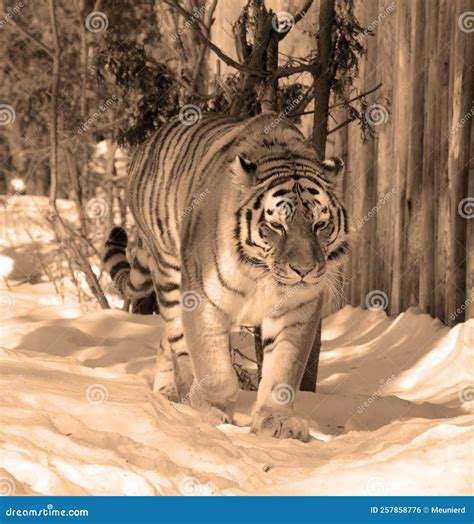 Amur Siberian Tiger is a Panthera Tigris Tigris Population in the Far