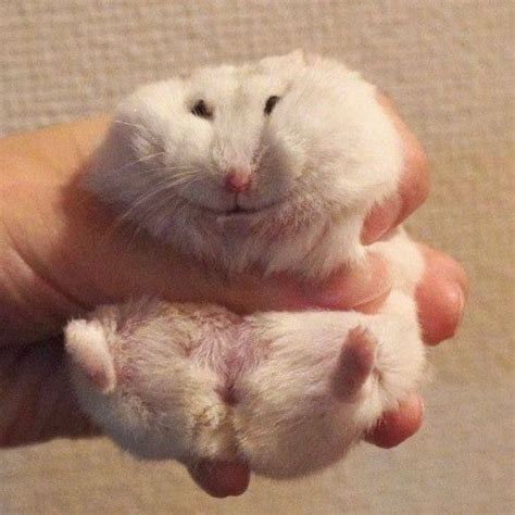 Pin by Anomchic 228 on Ваши пины | Cute hamsters, Cute animal photos ...