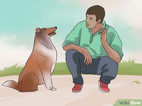 How to Care for Collies (with Pictures) - wikiHow Pet