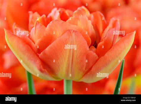 Tulipa 'Monte Orange' Tulip April Stock Photo - Alamy