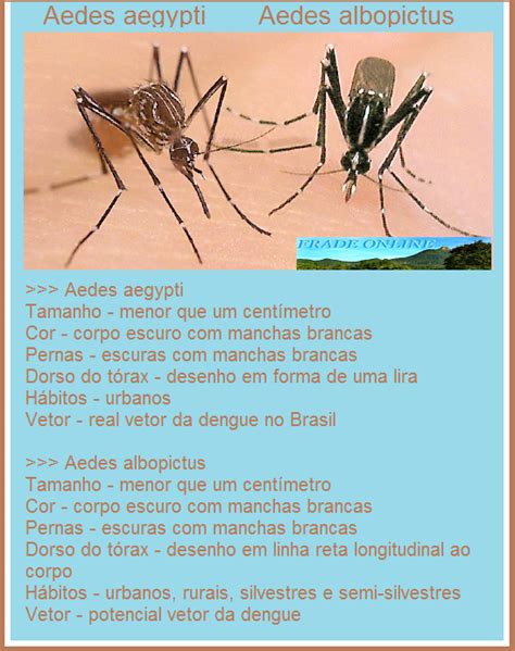 Aedes Aegypti E Aedes Albopictus Compartilham O Mesmo Gênero - Frade Online: Conheça os vetores Aedes aegypti e Aedes albopictus ...