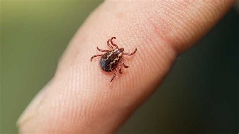 Tick Prevention in Maine: Lyme Disease Awareness Month