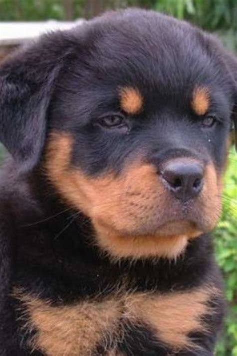 Fluffy Rottweiler puppy | Rottweiler puppies, Rottweiler dog, Puppies