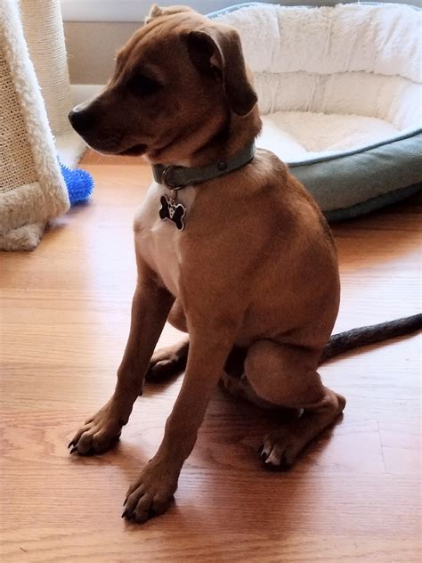 The way my dog sits...weird! : r/WhatsWrongWithYourDog