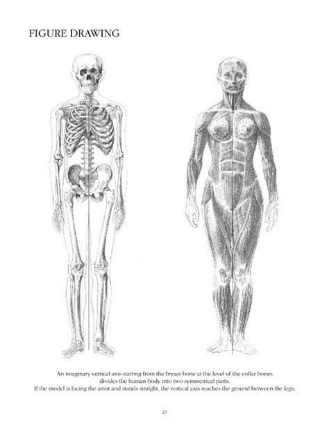 Human Anatomy Body Parts Drawing - ANATOMY STRUCTURE