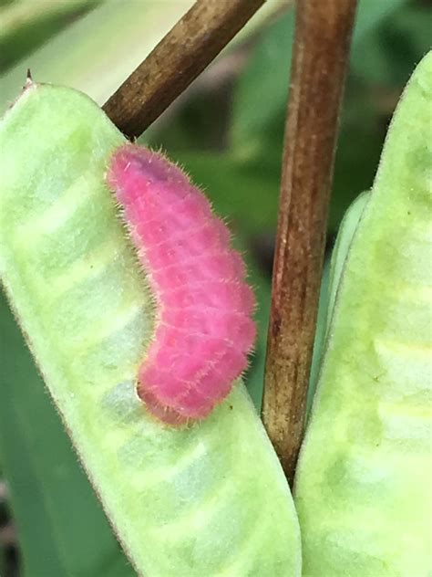 Pink Caterpillar Insect