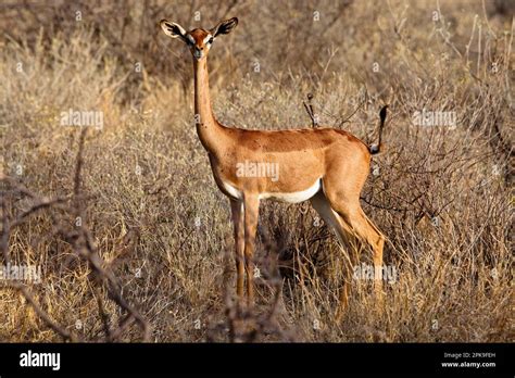 An antelope that looks like et hi-res stock photography and images - Alamy
