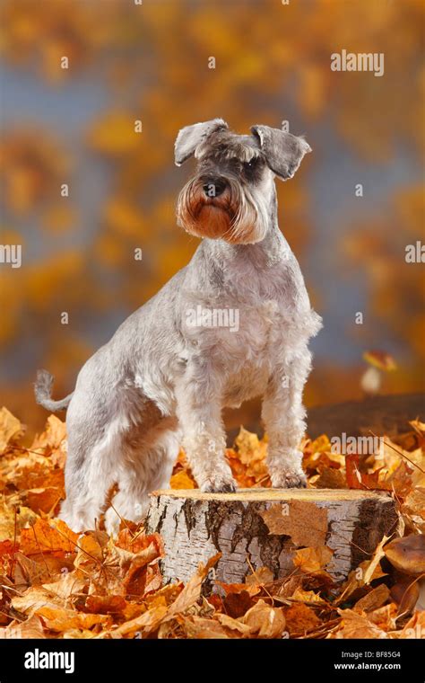 Miniature Schnauzer, pepper-and-salt / autumn foliage Stock Photo - Alamy