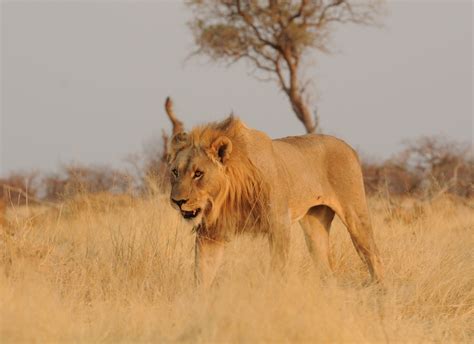 Can fences hold back nature? - SREL