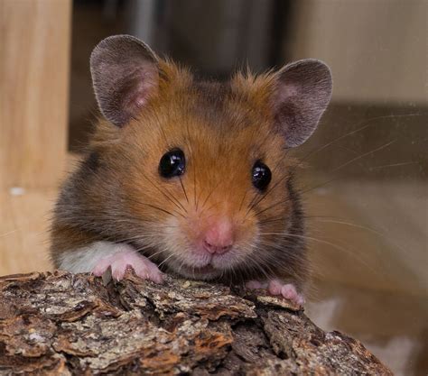 √ 6 Types of Most Popular Hamster Breeds | Hamster, Hamster breeds, Animals
