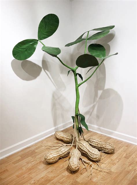 Peanut Plant | Rockford Art Museum
