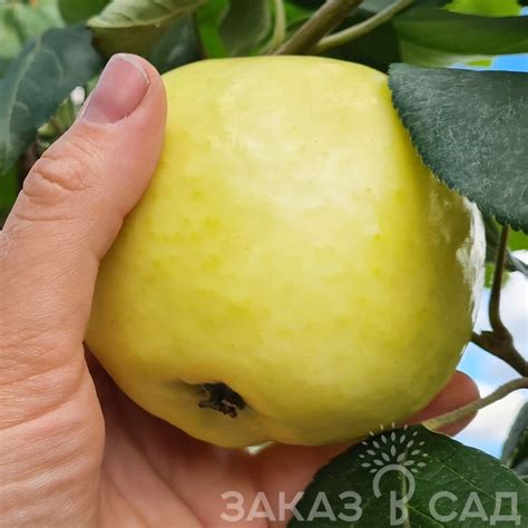 Купить саженцы яблони Папировка - с доставкой Почтой из питомника