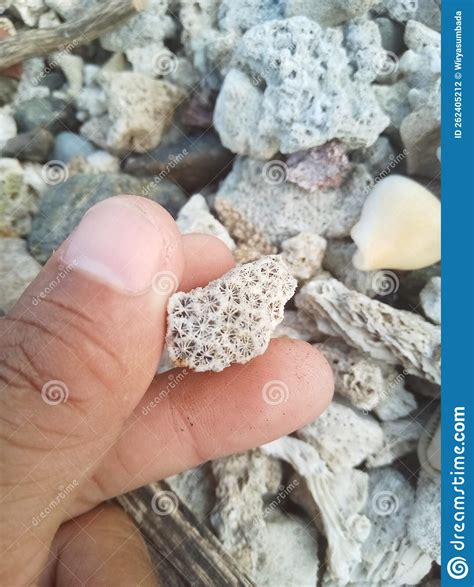Coral in Human Hand Have a Beautiful Pattern Fossilized Coral Reefs