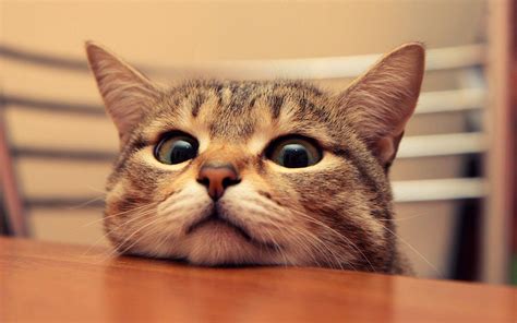 Funny Cat Memes Wallpapers - Top Free Funny Cat Memes Backgrounds ...