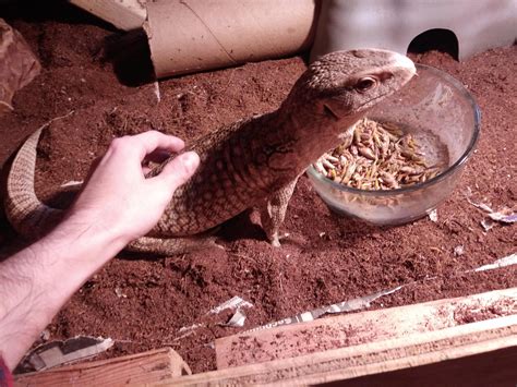 Myrtle - wyckoff avs transfers are getting a massive safety overhaul 9