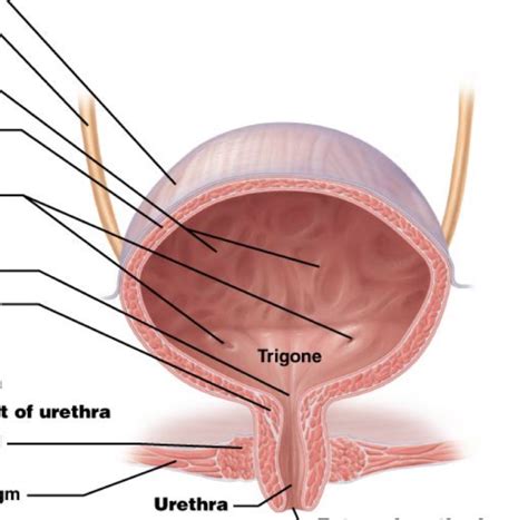 Urethral Caruncle: Causes, Symptoms, Diagnosis Treatment, 53% OFF