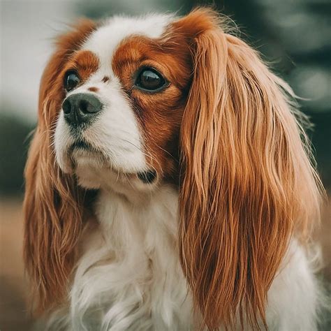 King Charles Spaniel vs. Cavalier: Which Breed is Right for You