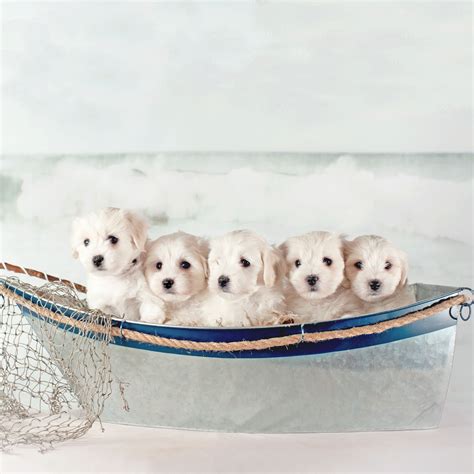 coton de tulear breeders coton de tulear puppies